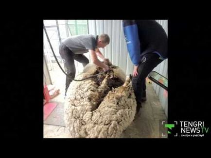 Чемпіонат зі стрижки овець проходить в новій зеландії (новини) - відео на