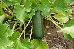 Ce să hrăniți plantele magice de zucchini