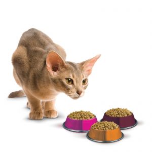 Hogyan kell etetni a macska ivartalanított otthon - tanácsadás állattakarmányozás