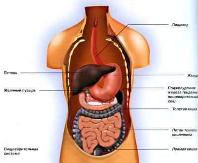 Ceea ce este util pentru pancreas este o nutriție adecvată cu pancreatită