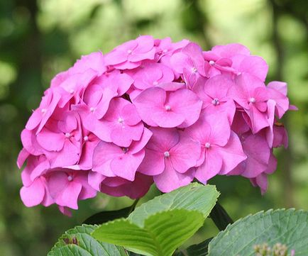 Ce simbolizează hortensia? Care sunt legendele hortensiilor?