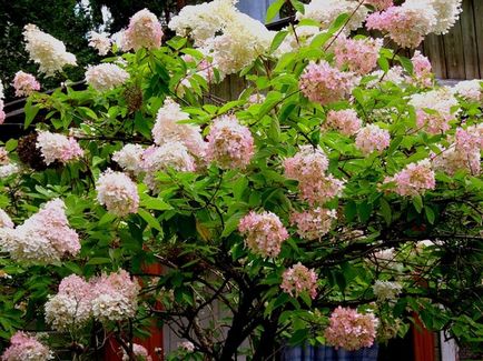 Ce simbolizează hortensia? Care sunt legendele hortensiilor?