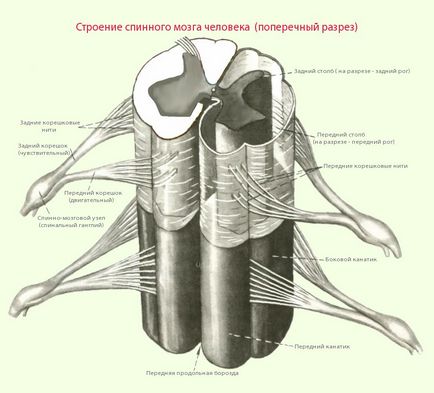 Care este structura și funcția măduvei spinării, o clinică modernă pentru tratamentul bolilor neurologice