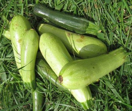 Zucchini și dovlecei diferă de la celălalt (la gust, aspect)