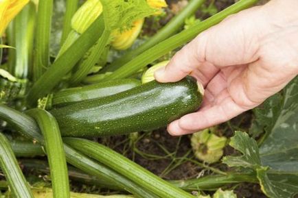 Zucchini și dovlecei diferă de la celălalt (la gust, aspect)