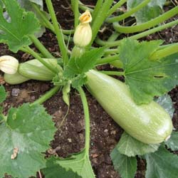 Zucchini și dovlecei diferă de la celălalt (la gust, aspect)