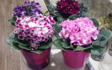 Квіти для офісу оформлення приміщення, кращі рослини з фото, як вибрати