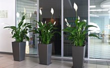 Virágot az iroda tervezési tér, a legjobb növények fotók, hogyan kell választani