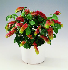 Flori pentru decoratiuni de birou, cele mai bune plante cu fotografii, cum sa alegi