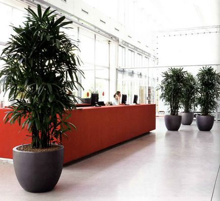 Квіти для офісу оформлення приміщення, кращі рослини з фото, як вибрати