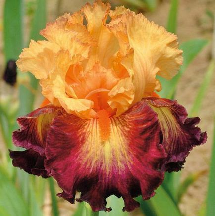 Irisuri de flori - extravaganță festivă de poveste, avans de doamnă