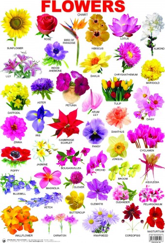 Virágok angol