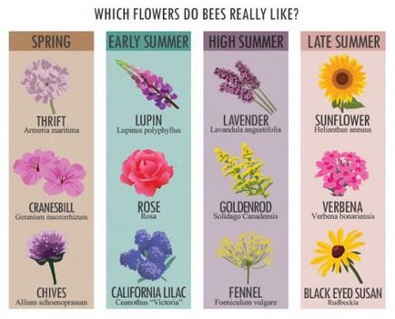 Квіти по-англійськи