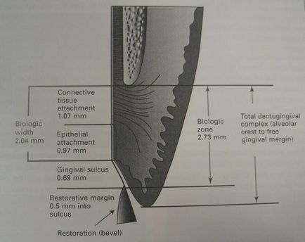 Revista dentară, carnet de referință, lățimea biologică (lățimea biologică)