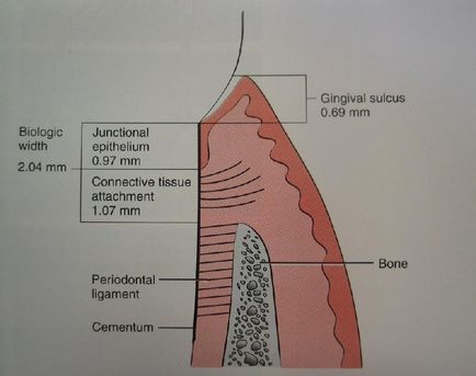 Dental-revue, довідник, біологічна ширина (biological width)