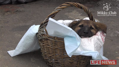 Fata a intrat sub tren, salvând un câine vagabond