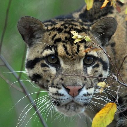 Leopard de fum (neofelis nebulosa)