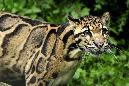 Leopard de fum (neofelis nebulosa)