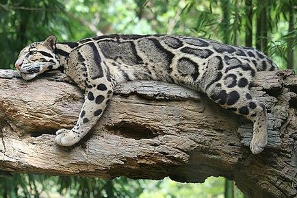 Leopard de fum (neofelis nebulosa)