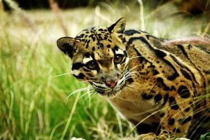 Leopard de fum (neofelis nebulosa)