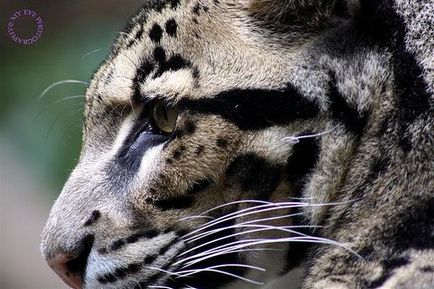 Leopard de fum (neofelis nebulosa)