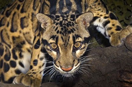 Leopard de fum (neofelis nebulosa)