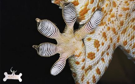 Curenții gecko de casă (gekko gecko)