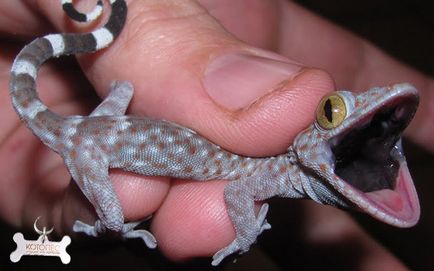 Háziállatok pöttyös gekkó (Gekko gecko)