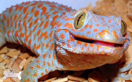 Curenții gecko de casă (gekko gecko)