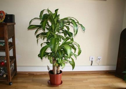 Dracaena fragrans - тънкостите на отглеждане и развъждане домашно видео