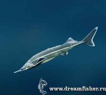 Dreamfisher - totul despre pescuit - descrierea sturionului de pește