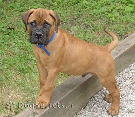 Câine de pregătire pentru bullmastiff, dezvoltare