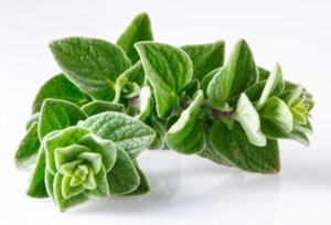 Oregano (oregánó) hasznos tulajdonságok és ellenjavallatok (csökkentheti a szexuális) Oregano (oregánó), hasznos tulajdonság és ellenjavallatok
