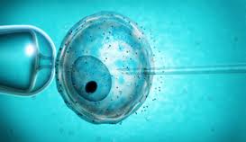 Stadiul embriologic de zile este rezultatul după procedură, recenzii, protocoale ecologice în clinica carmenei