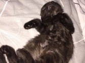 O pată energetică în concurs este cea mai frumoasă pisică - 2017