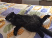 O pată energetică în concurs este cea mai frumoasă pisică - 2017