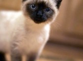 Енергійний сіамський барсик в конкурсі «найкрасивіший кіт-2017»