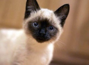 Energetic Siamese Barsik în concurs 