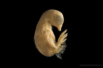 Etape de dezvoltare a embrionilor de pui, scară foto - o revistă online cu fotografii