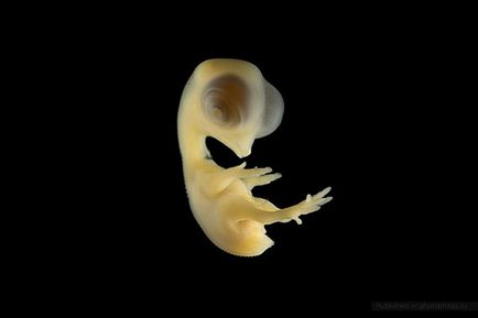 Etape de dezvoltare a embrionilor de pui, scară foto - o revistă online cu fotografii