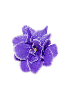 Violet Ordinar
