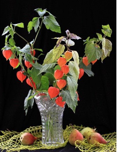 Physalis - decor pentru grădină și pentru casă