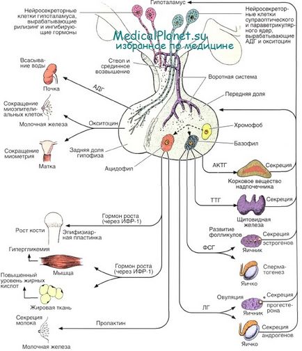 фізіологія гіпофіза
