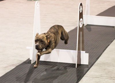 Flyball pentru câini