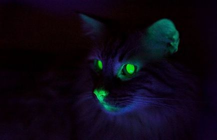 Флуоресцентні кішки і ще 9 дивних експериментів з ДНК, наука і життя