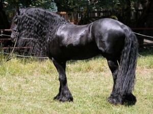 Фризька порода коней фото, відео, історія та опис