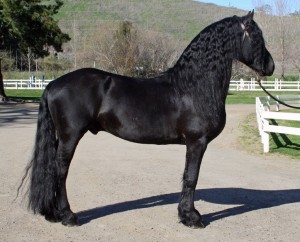 Friesian кон снимки, видео, история и описание