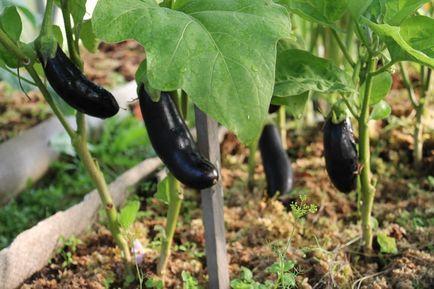 Gardening, серпень - основні роботи в саду