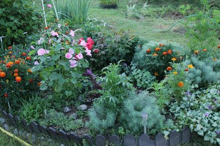 Grădinărit, august - lucrările principale în grădină