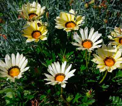 Gatsaniya vagy gazania